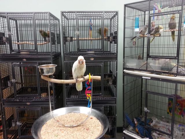 Bird Supply of New Hampshire the Pet Stop Nashua NH About Us